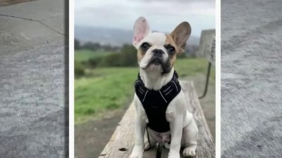Search Continues for Stolen French Bulldog in Castro Valley