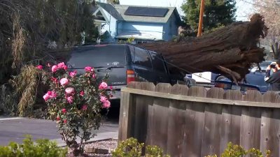 Massive Tree Falls on 2 Parked Cars in San Jose