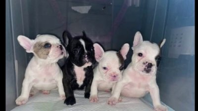 Authorities Warn Dog Owners of Rising French Bulldog Thefts