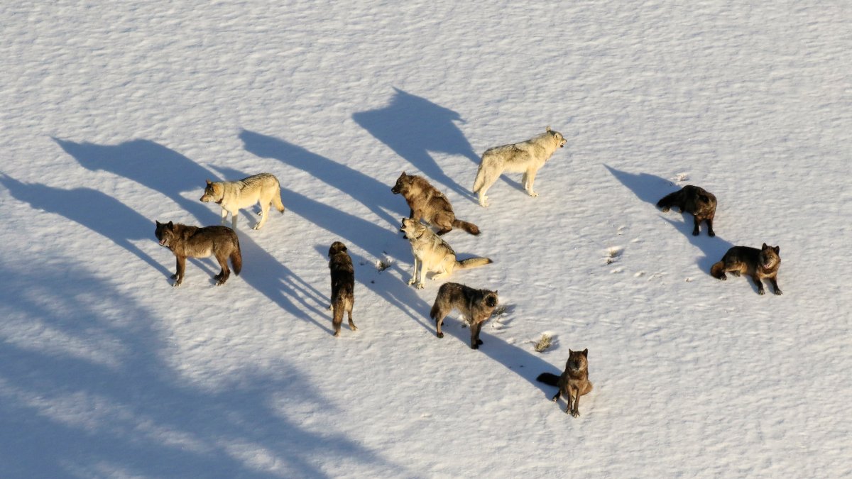 Montana Curbs Wolf Hunt After 23 From Yellowstone Killed – NBC Bay Area - Vimarsana News