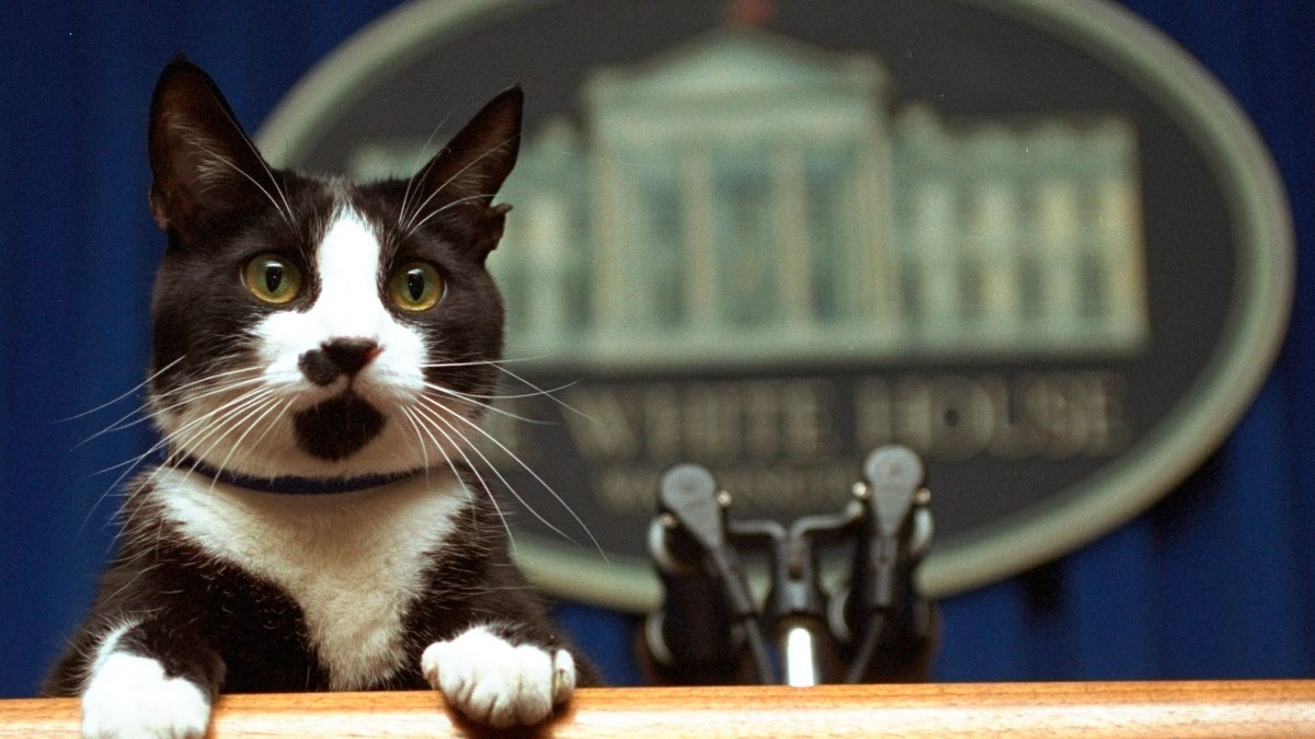 Willow Biden Now Joins Long Line of White House Pets - Vimarsana News