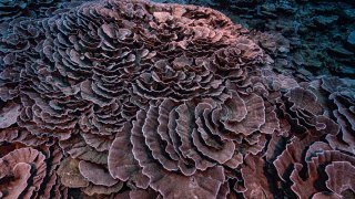 Tahiti Coral Reef