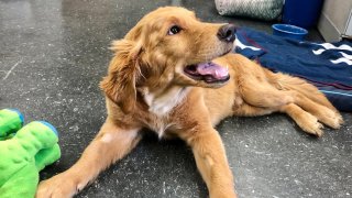 Golden Retriever puppy Charlie.