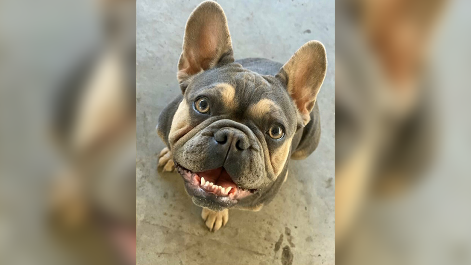 French Bulldog Taken From Front Yard in San Jose Reunited With Family – NBC  Bay Area