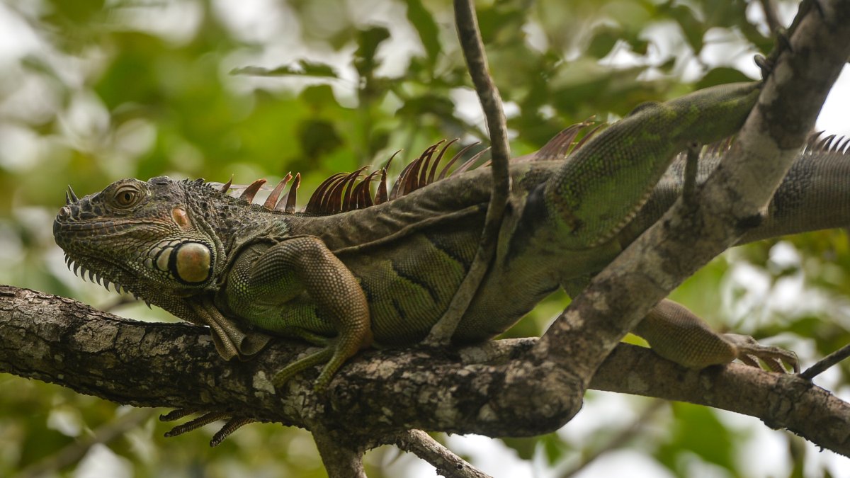 Frozen Iguanas Fall From Trees in Florida – NBC Bay Area - Vimarsana News