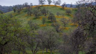 wildflowers bloom among oak trees Tehachapi, California