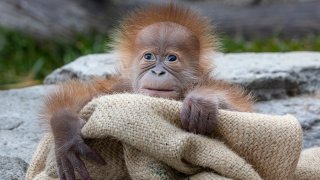 Orangutan infant, Kaja, in his habitat at the San Diego Zoo.