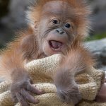 Orangutan Kaja in his habitat at the San Diego Zoo.