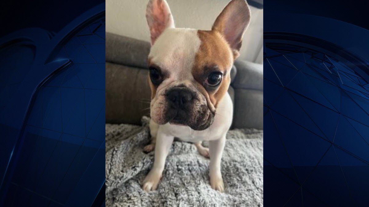 French Bulldog Stolen at Gunpoint in Castro Valley - Vimarsana News