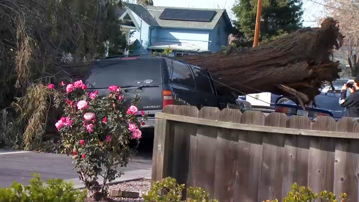 Massive Tree Falls on 2 Parked Cars in San Jose – NBC Bay Area