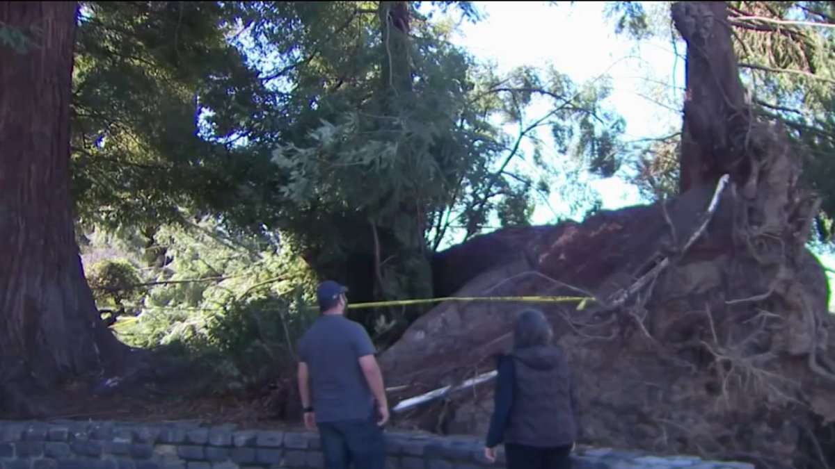 Strong Winds Cause Damage to Cars, Down Trees in East Bay – NBC Bay Area