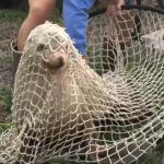 SeaWorld rescue team members used three nets to guide the wandering sea lion into a metal cage in order to transport it to safety.