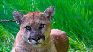 This undated photo provided by the U.S. National Park Service shows a mountain lion known as P-38, photographed in the Santa Monica Mountain range on Sept. 11, 2019. Woodside, Calif.'s plan to declare itself a mountain lion sanctuary as a way to avoid having to build affordable housing is against the law, the state attorney general said Sunday, Feb. 6, 2022.