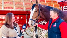 The Budweiser Clydesdales will make an appearance in a commercial directed by Academy Award winner Chloe Zhao for Super Bowl LVI.