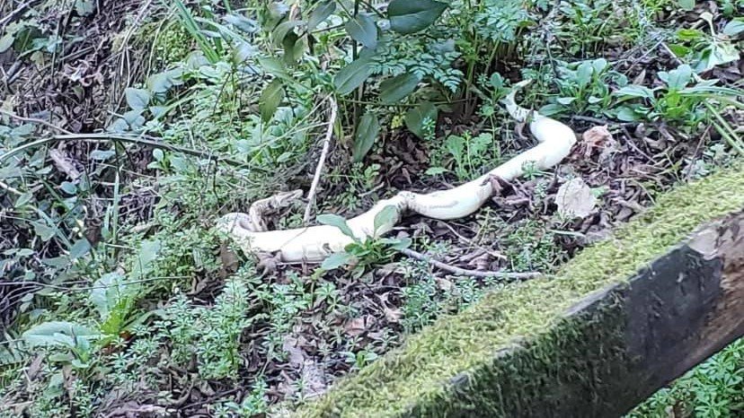 Python Dumped at Anthony Chabot Regional Park – NBC B