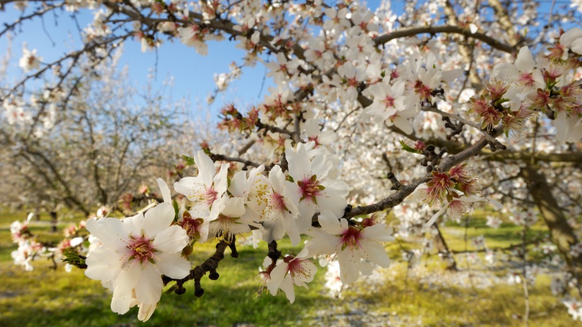 Modesto lovers, it's almost time for the ethereal 'Almond Blossom Cruise' – NBC Bay Area - Vimarsana News