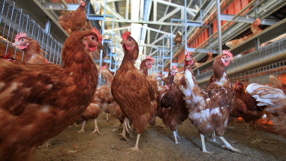 Cage-Free Chicken Efforts Score Surprising Success in Egg Industry – NBC Bay Area - Vimarsana News