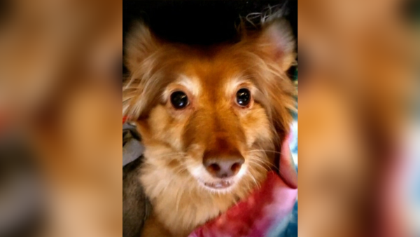 StolenDog Blur