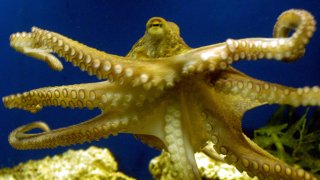 FILE – An octopus swims at the zoo in Frankfurt, Germany on Friday, Nov. 25, 2005.