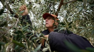 Former California Gov. Jerry Brown climbs through the branches of an olive tree as he harvests his olive crop at his ranch near Williams, Calif