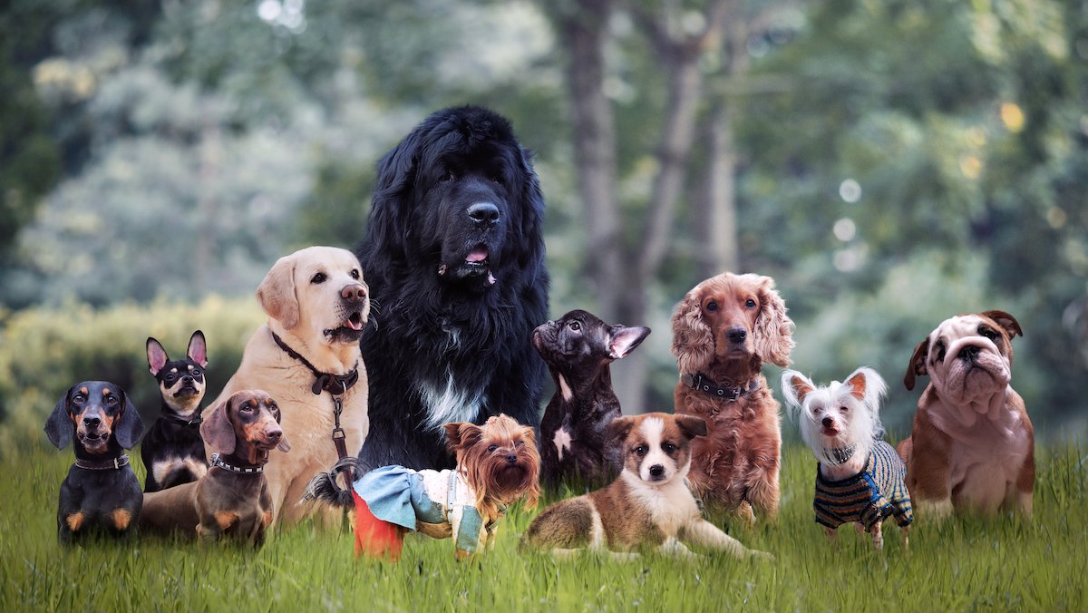 American Kennel Club: Most Popular Dog Breeds of 2021 – NBC Bay Area - Vimarsana News