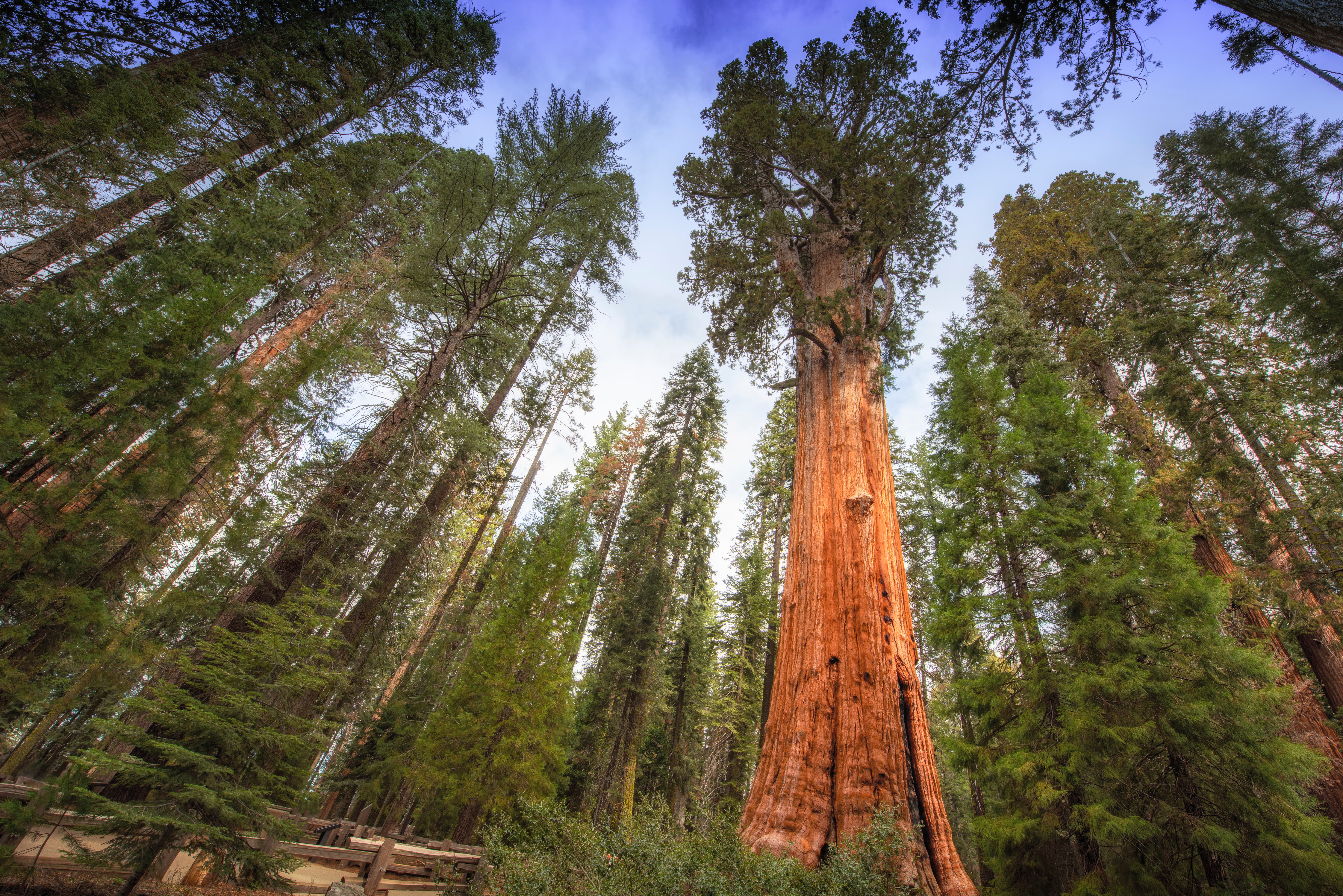 Sequoia National Park's Giant Forest Unscathed by Wildfire - Vimarsana News