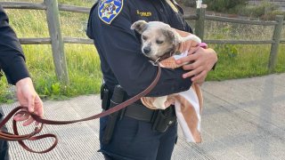 Cici the chihuahua held by San Diego Humane Society Officer Poehler at the scene of the rescue, March 5, 2022.