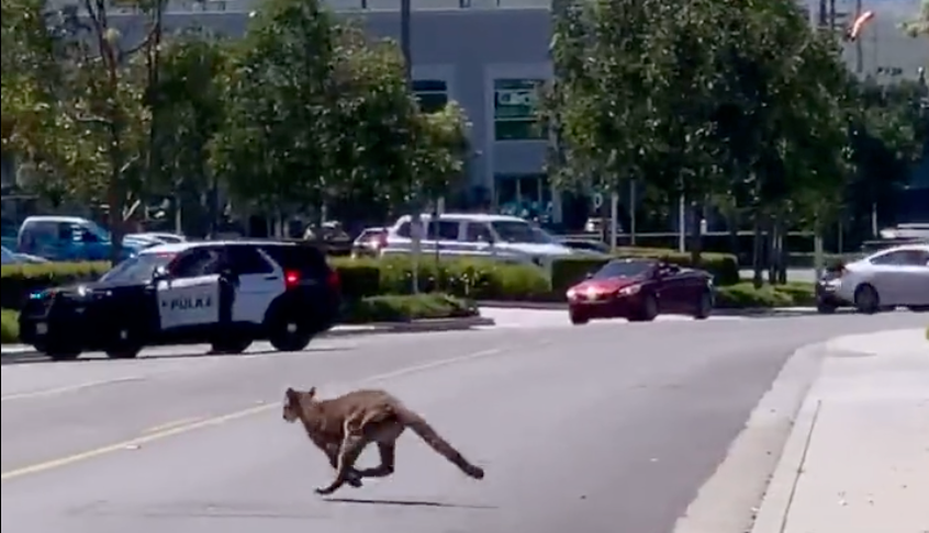Mountain Lion Tranquilized in Irvine Office Building After Running Across Busy Street – NBC Bay Area - Vimarsana News