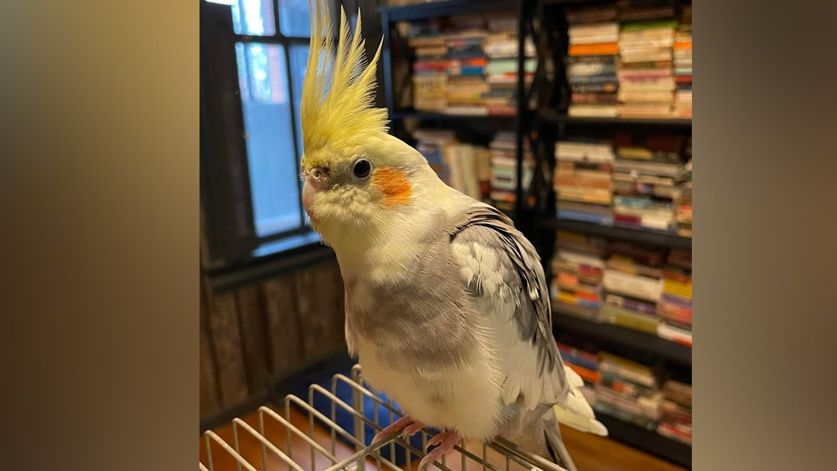 'Andy Griffith Show' Theme Song Helps Reunite Bird With Lancaster County Family After 3 Years – NBC Bay Area - Vimarsana News