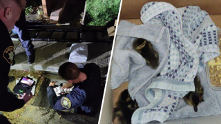 Ducklings rescued from a storm drain in the East Bay.