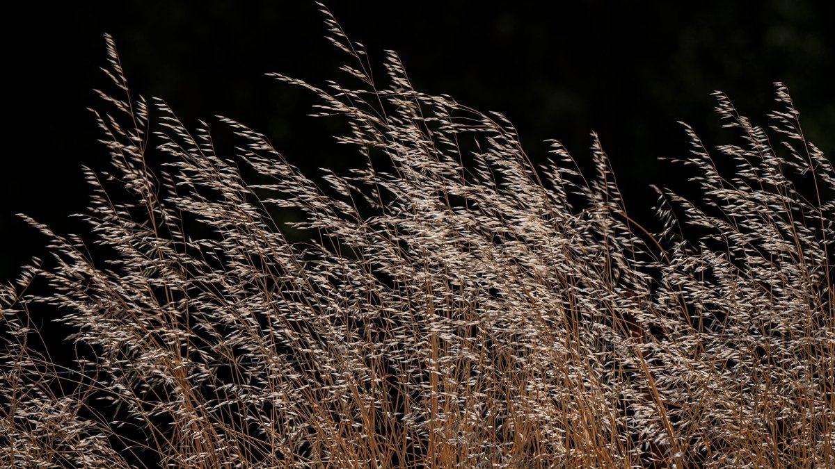 California Rainfall Will Likely Mean More Mild Fire Season This Year – NBC Bay Area - Vimarsana News