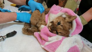 An orphaned and emaciated mountain lion cub is treated at the Oakland Zoo.