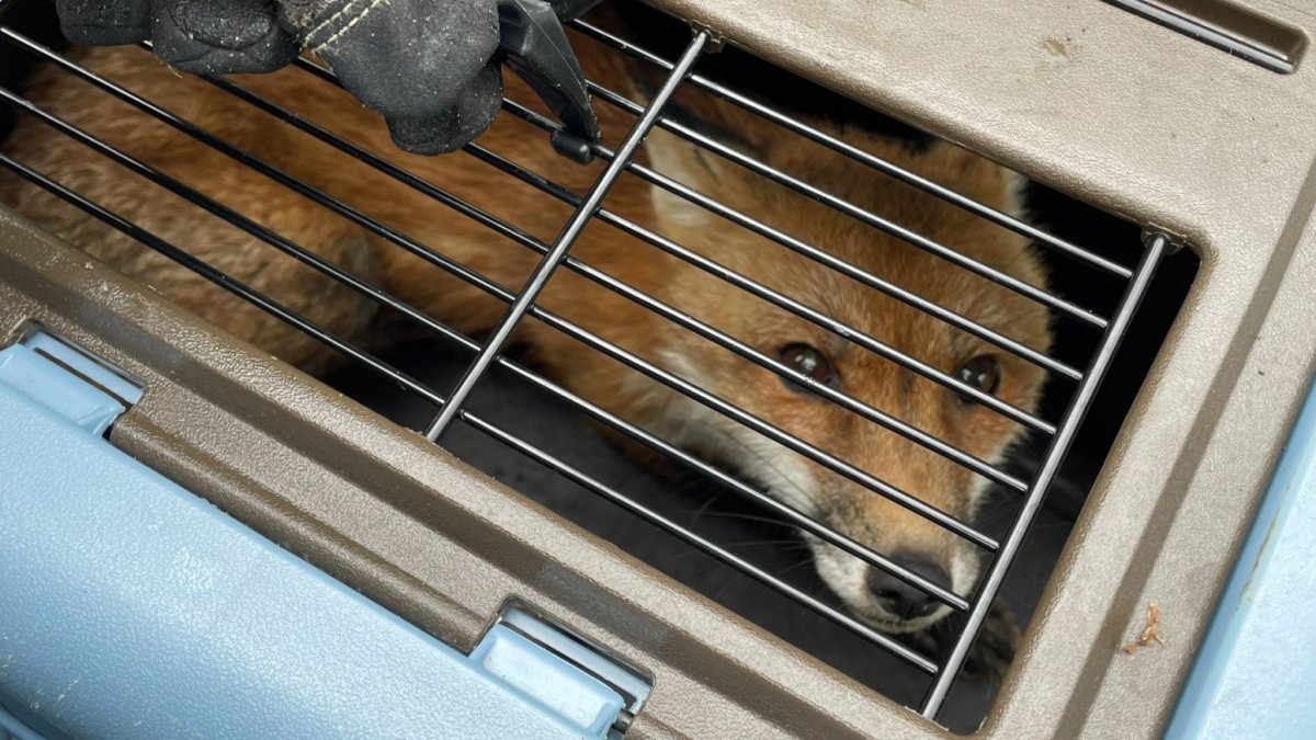 Fox Euthanized After Biting Congressman, Others Near US Capitol – NBC Bay Area - Vimarsana News