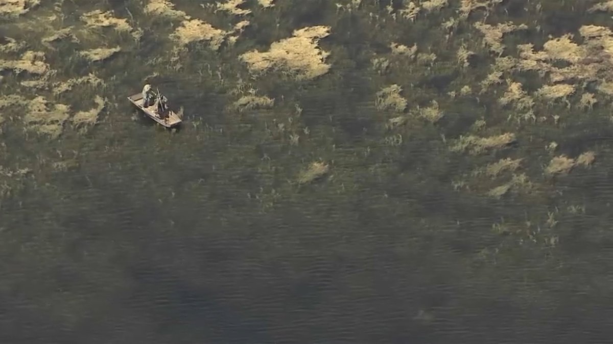 Florida Man Found Dead in Gator-Filled Lake Near Disc Golf Course - Vimarsana News