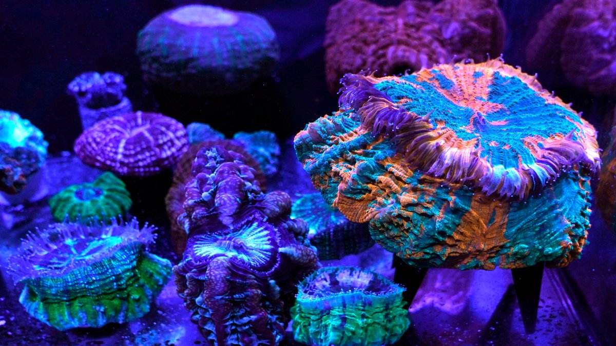 Miami Coral Reefs Provide Stunning Images of World Under Assault – NBC Bay Area - Vimarsana News