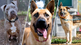 Oakland Animal Services, which runs the City’s animal shelter, is at capacity for dogs and has announced that they are extending hours and reducing fees this week to increase adoptions.