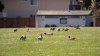 Foster City to review new plan to address growing geese population