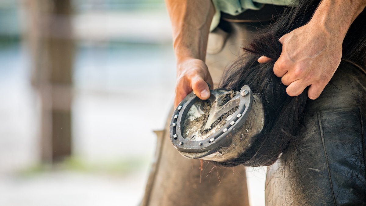 What Is a ‘Farrier’ and Why Do Horses Need Them? NBC Bay Area