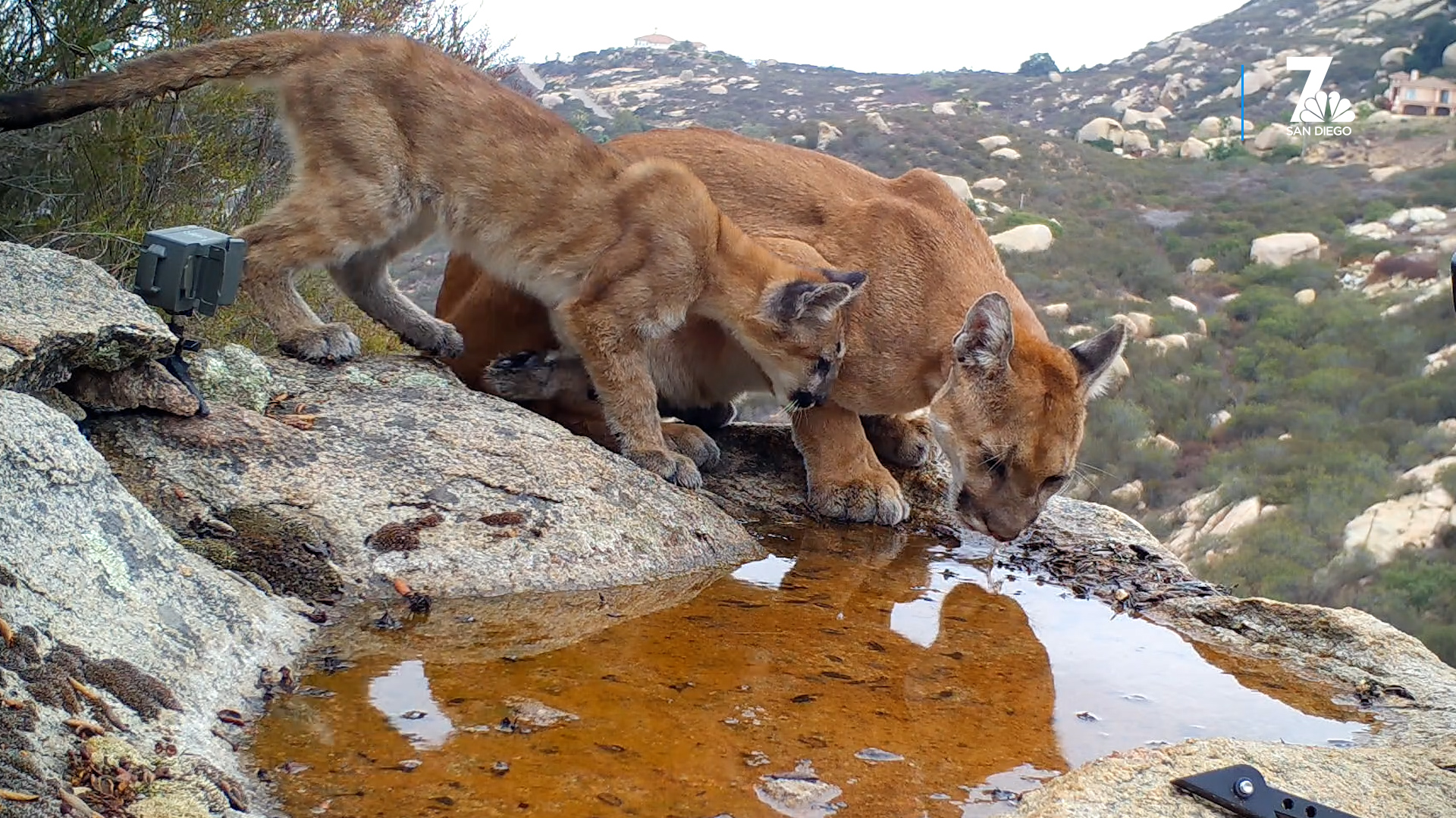 Mountain Lion Sightings