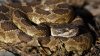 East Bay Parks Officials Warn of Re-Emergence of Rattlesnakes on Park Trails