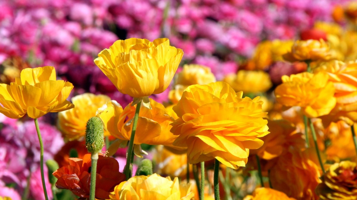 The 'Canvas of Color' Contest Summons Flower Fields Magic – NBC Bay Area - Vimarsana News