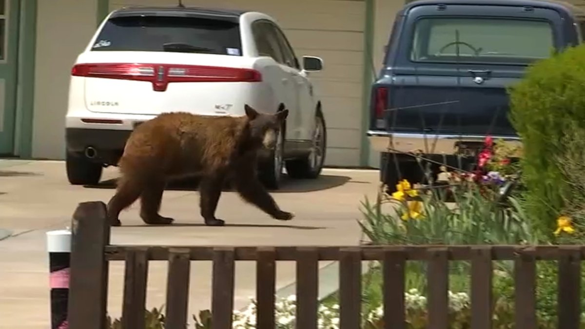 Bear Sightings Continue in Vacaville Area - Vimarsana News
