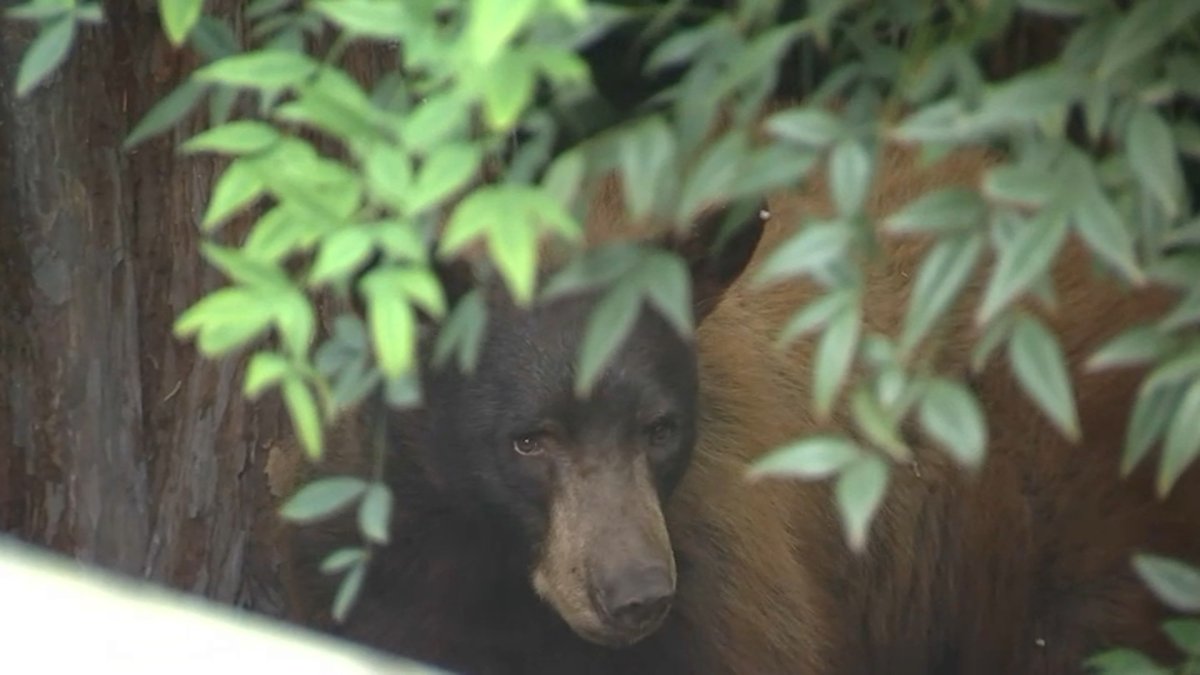 Black Bear Spotted in Vacaville, Police Say NBC Bay Area