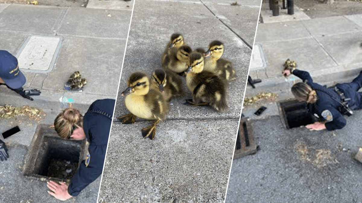 Officers ‘Quack the Case;’ Save Baby Ducklings – NBC Bay Area
