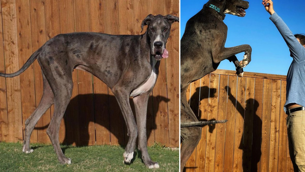 Texas Great Dane Named World's Tallest Dog – NBC Bay Area - Vimarsana News
