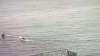 Shark Attacks Swimmer Near Monterey
