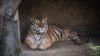 Tiger at Ohio Zoo Dies After Contracting COVID-19
