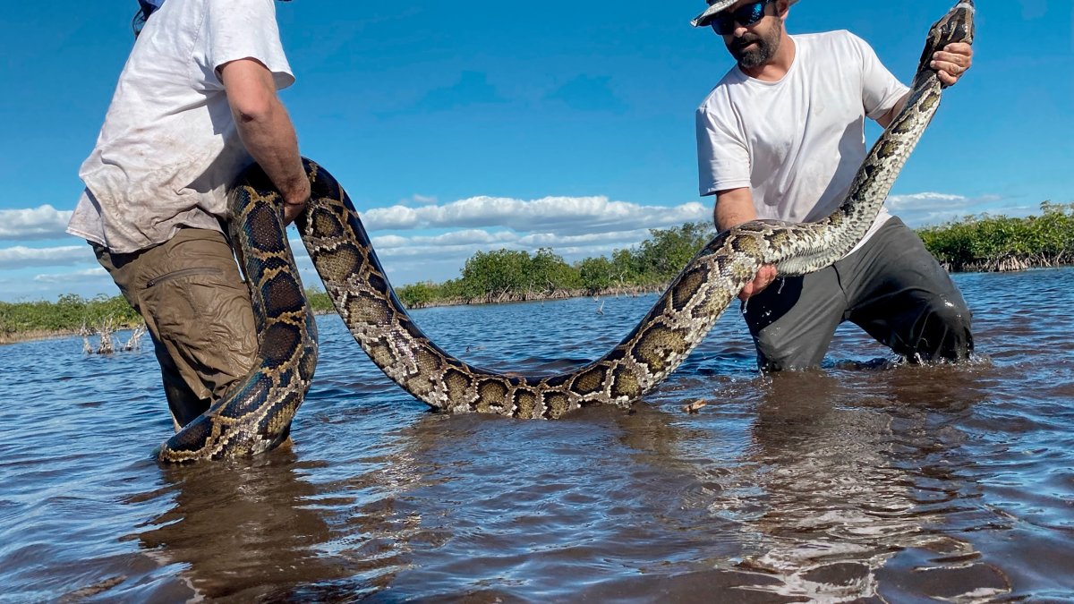 Heaviest Burmese Python Ever Captured in Florida Found in Everglades – NBC Bay Area - Vimarsana News