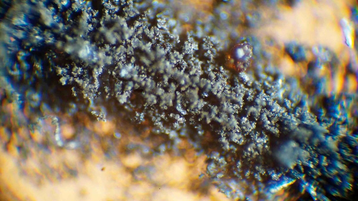 NASA Demands Moon Dust, Cockroach Carcasses Be Returned – NBC Bay Area - Vimarsana News