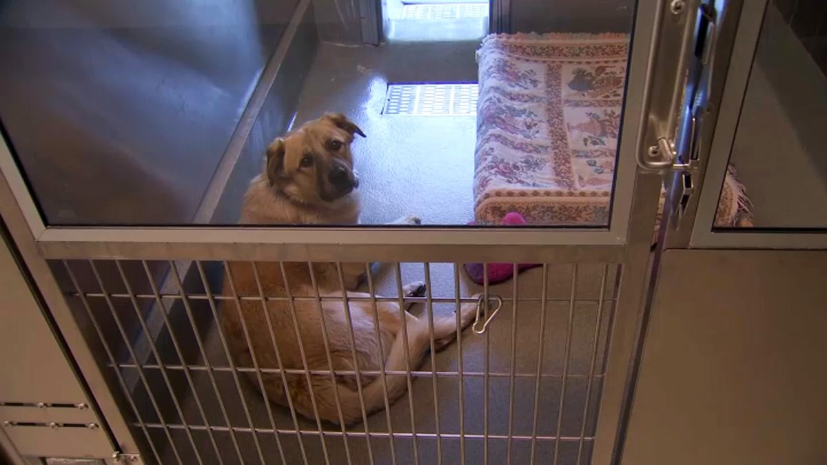 Packed Bay Area Animal Shelters Need Help Finding Homes for Pets – NBC Bay Area Packed Bay Area Animal Shelters Need Help Finding Homes for Pets – NBC Bay Area